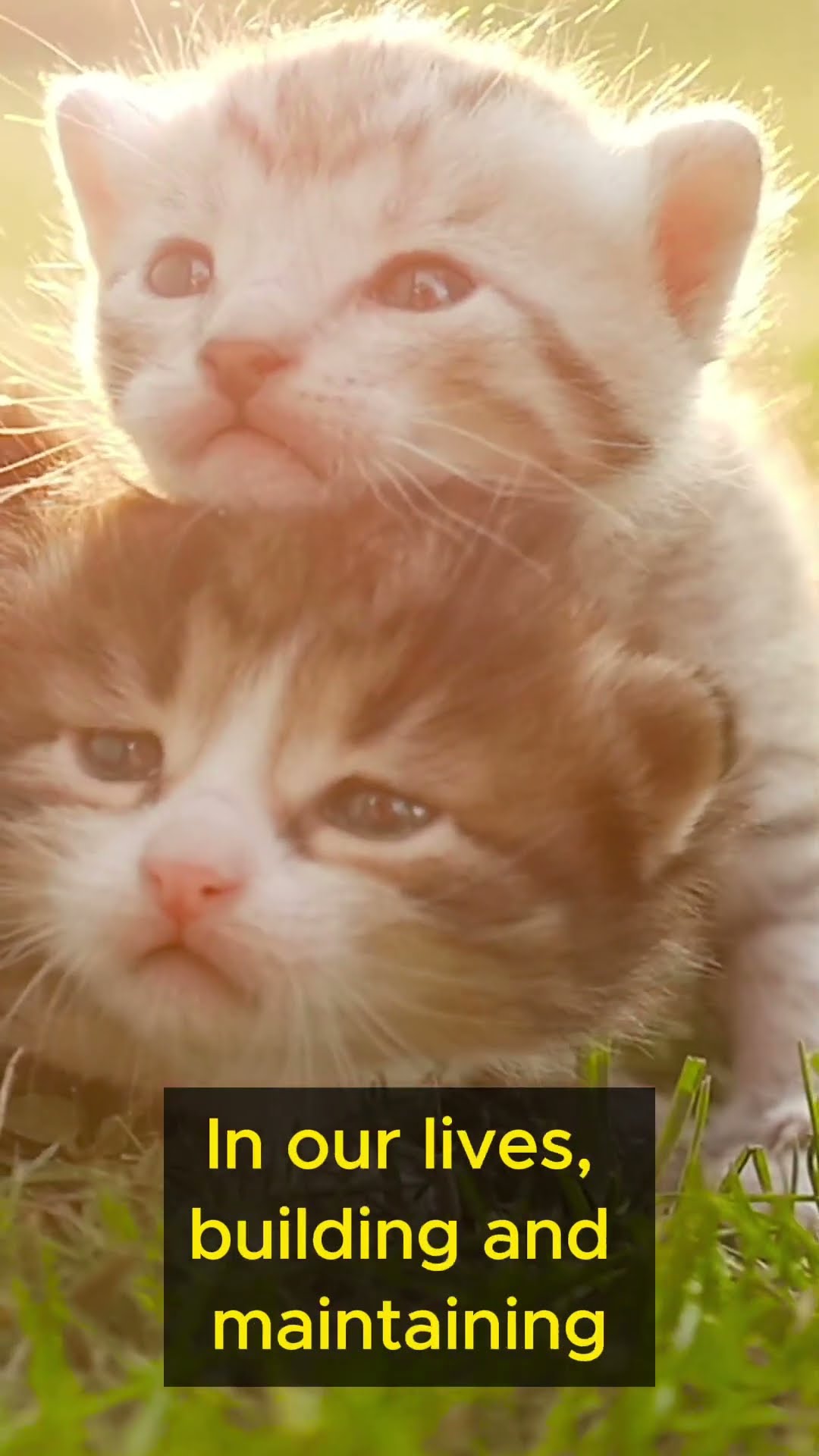 Life Lessons from Cats Part 4 #shorts #lifelessons #buildingconfidence #catwisdom #relationships